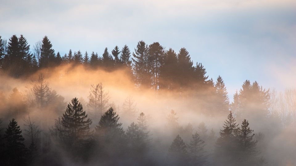 Wald im Nebel