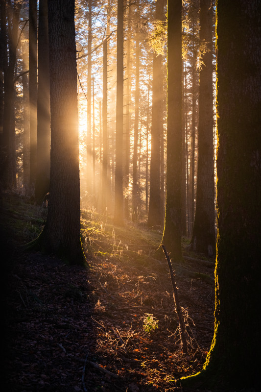 Morgenlicht im Wald