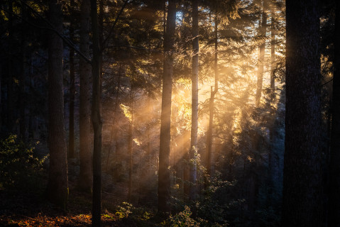 Morgenlicht im Wald