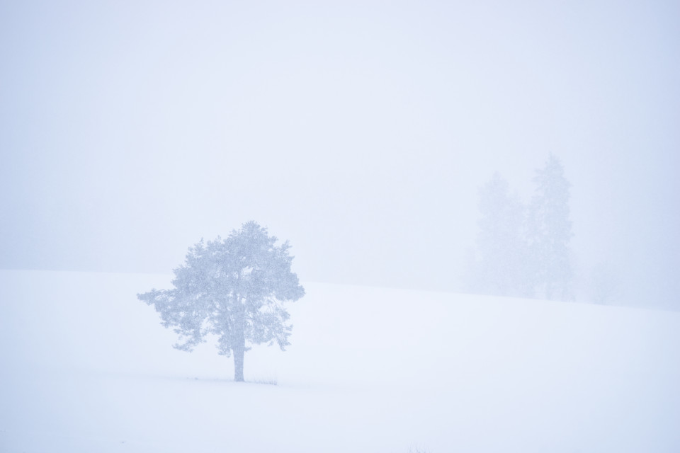 Bäume im Schneefall