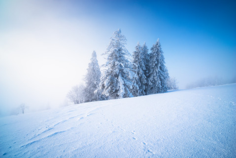 Bäume an der Nebelgrenze