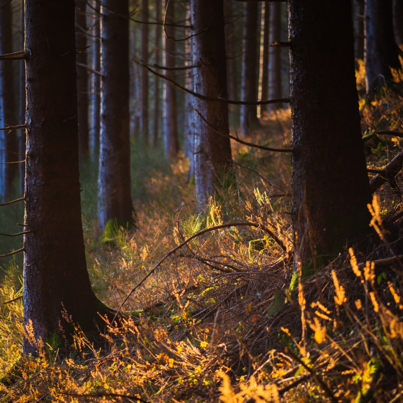 Wald über dem Griesbachtal