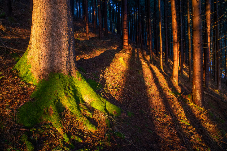 Wald über dem Griesbachtal