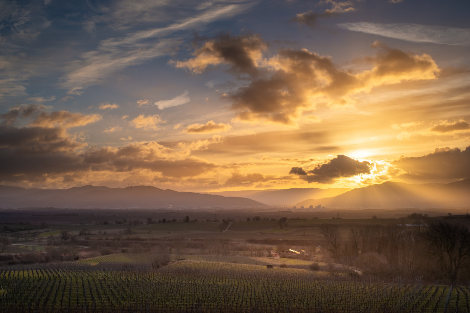 Sonnenaufgang über Freiburg vom Tuniberg aus gesehen