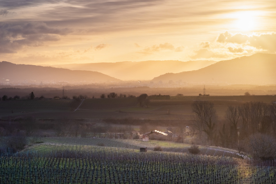 Sonnenaufgang über Freiburg vom Tuniberg aus gesehen