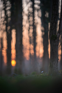 Zwölferholz mit Blaustern