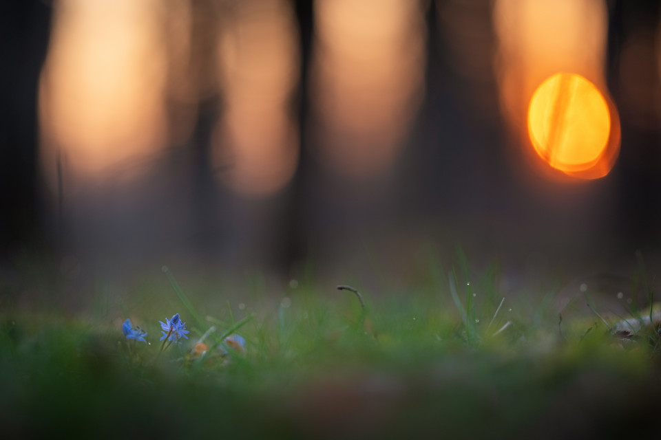 Blaustern bei Sonnenaufgang