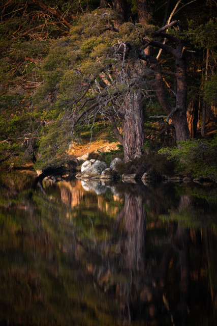 Uferdetail am Loch Garten