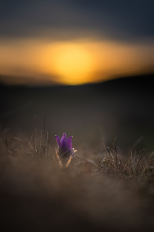 Küchenschelle bei Sonnenuntergang auf dem Ochsenberg