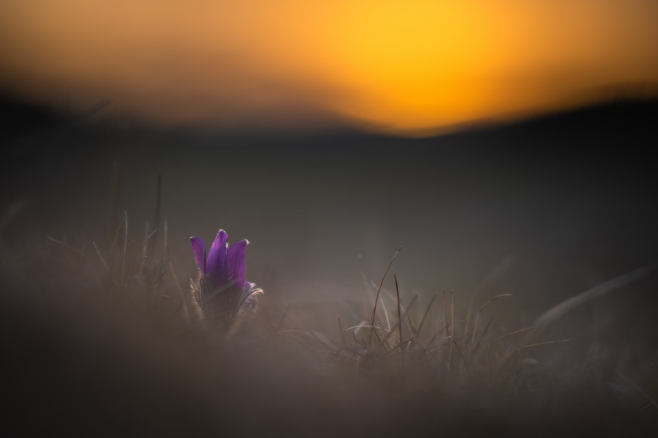 Küchenschelle bei Sonnenuntergang auf dem Ochsenberg