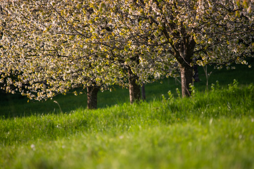 Kirschblüte, Berghauser Matten