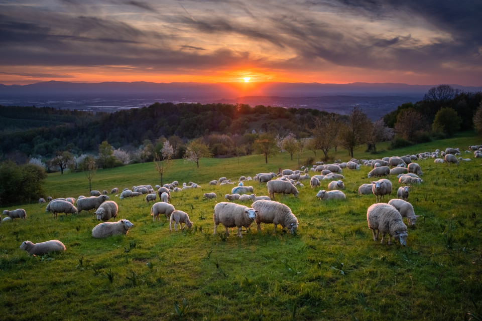 Schafherde bei Sonnenuntergang