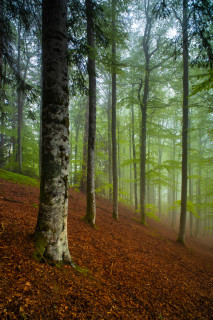 Frühlingswald im Nebel