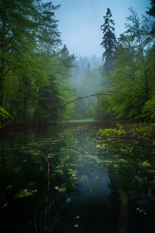 Weiher im Wald über Wildgutach