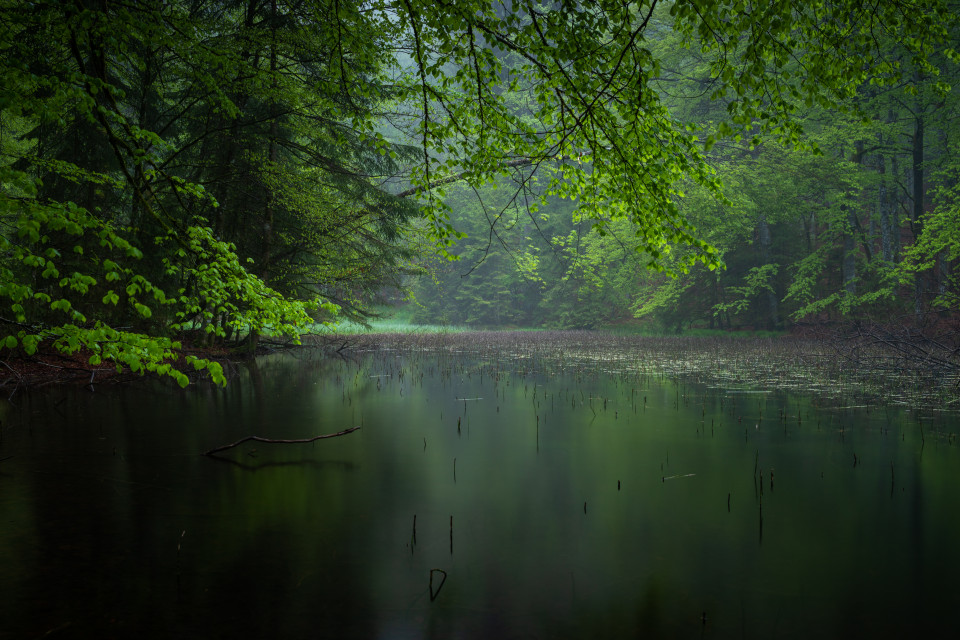 Weiher im Wald über Wildgutach