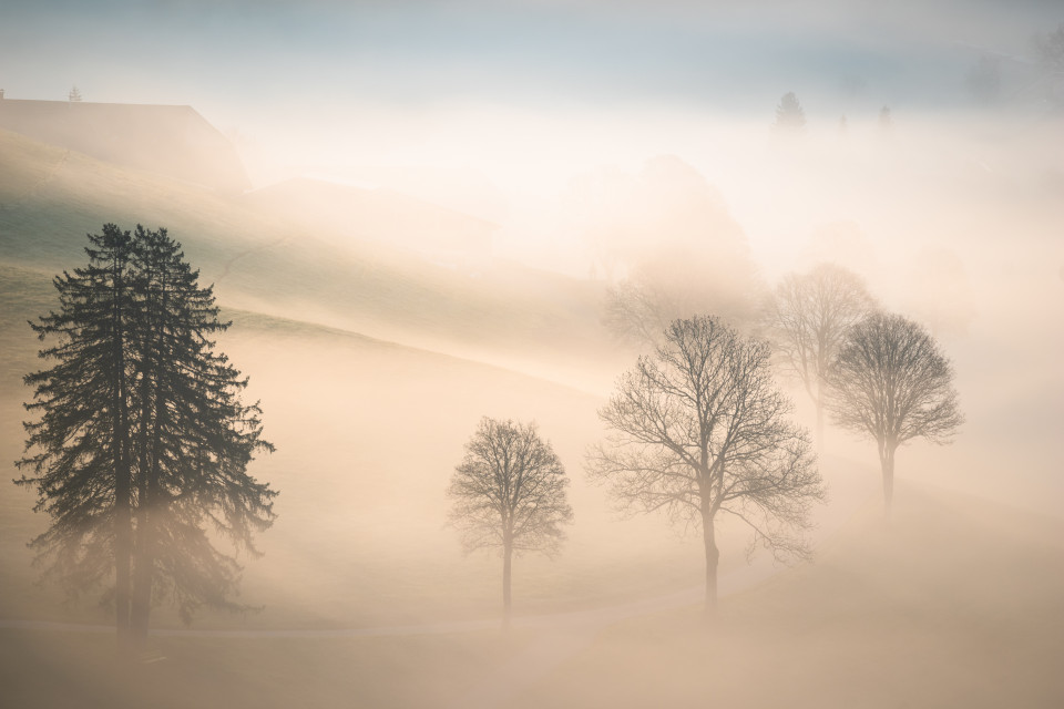 Allee im Nebel