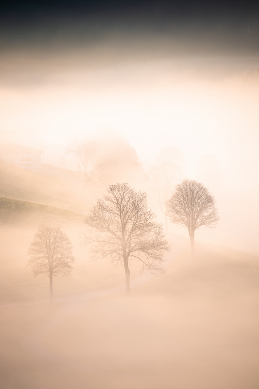 Allee im Nebel