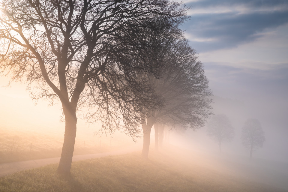 Allee im Nebel