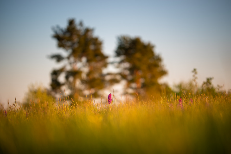 Knabenkrautblüte auf dem Ochsenberg