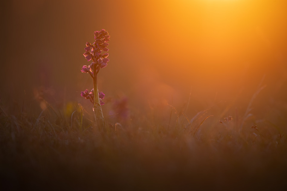 Knabenkrautblüte auf dem Ochsenberg