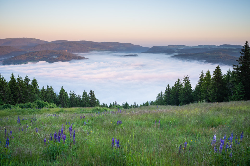 Morgennebel unter dem Hochfirst