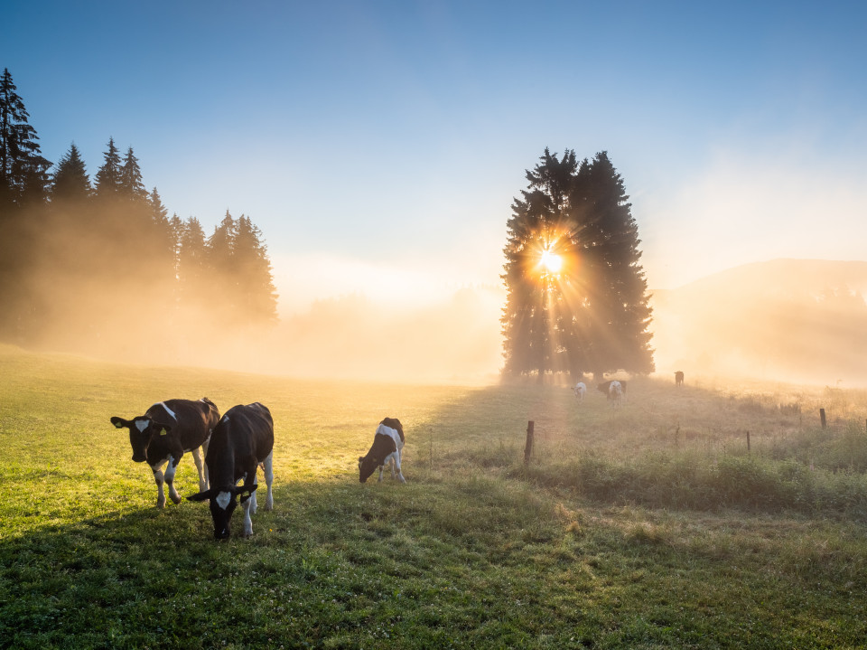 Morgenstimmung beim Bankenhansenhof