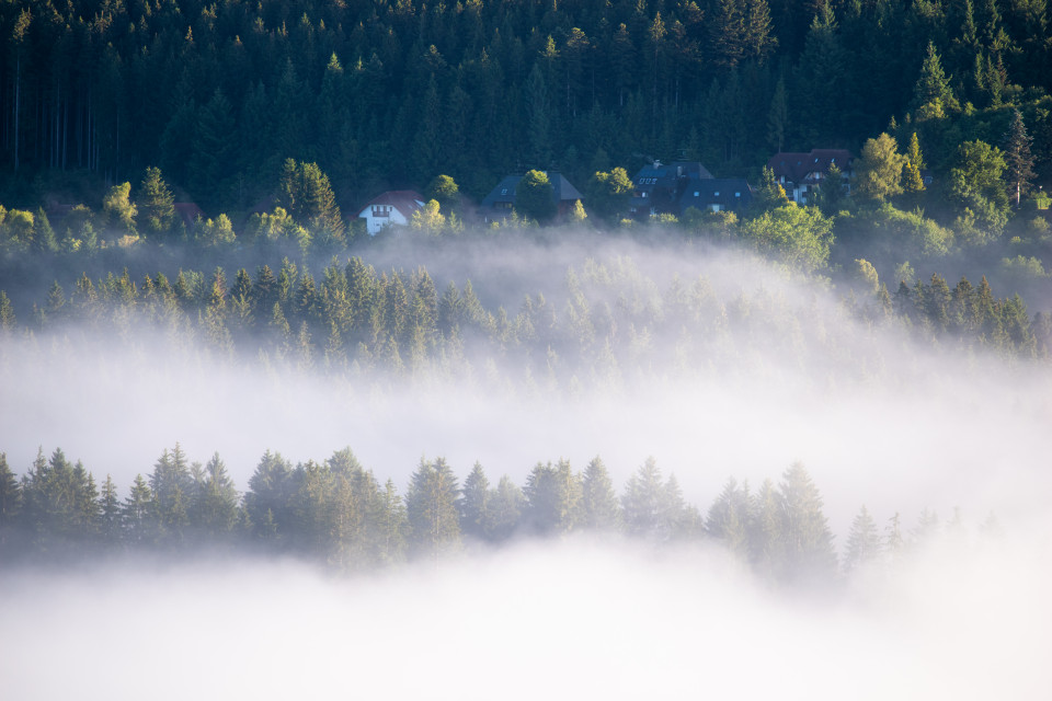 Morgennebel über Hinterzarten