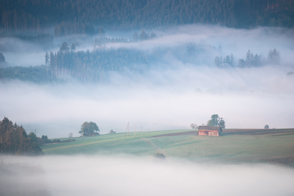 Frühnebel bei Kappel