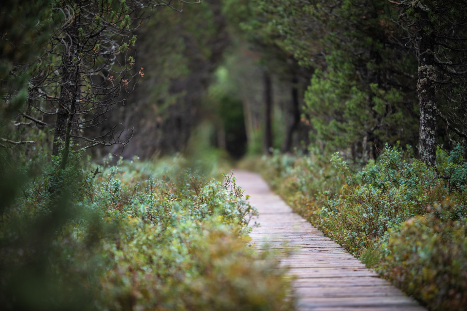 Wanderweg im Blindensee-Moor