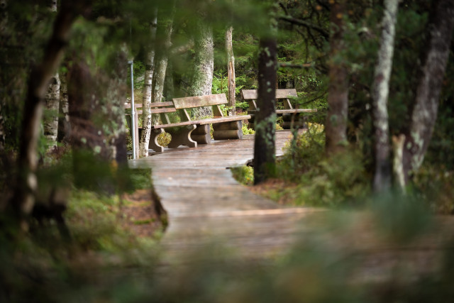 Wanderweg im Blindensee-Moor