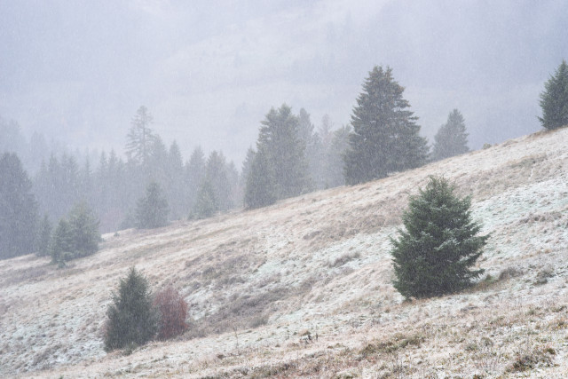 Neuschnee über Menzenschwand