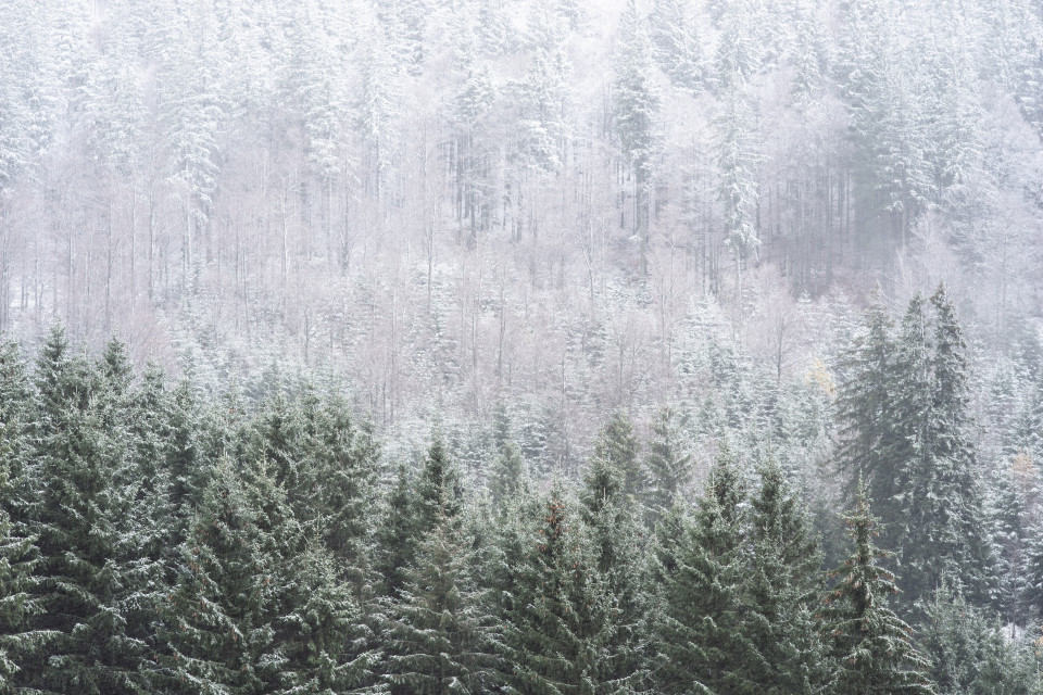 Neuschnee über Menzenschwand