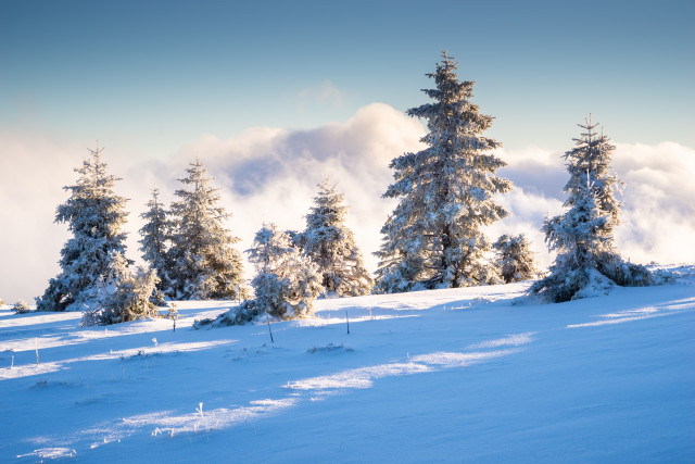 Wintermorgen auf dem Baldenweger Buck