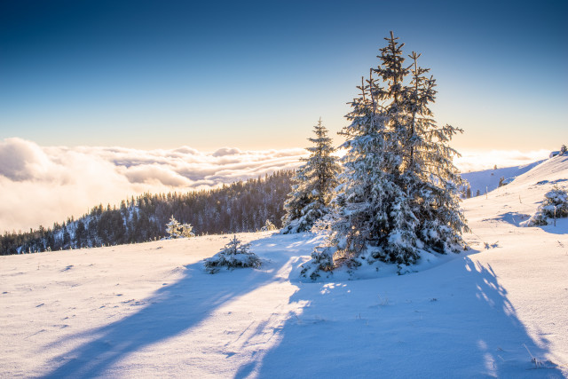 Wintermorgen auf dem Baldenweger Buck