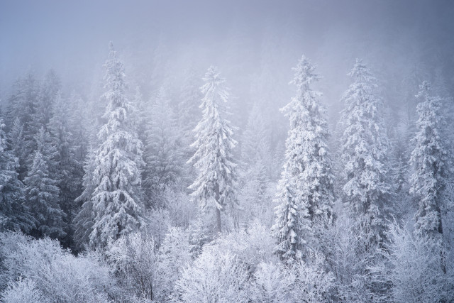 Wald im Zastler Loch