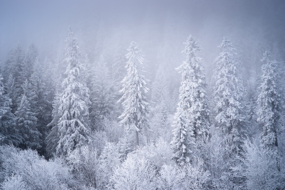 Wald im Zastler Loch