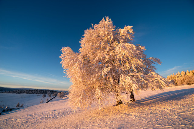 Wintermorgen bei Hofsgrund