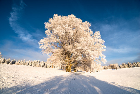 Wintermorgen bei Hofsgrund