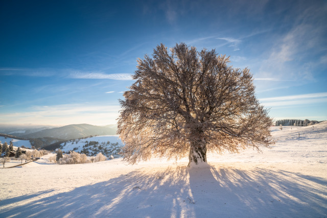 Wintermorgen bei Hofsgrund