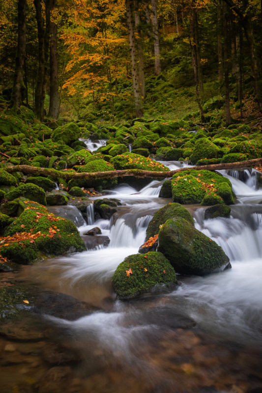 Teichschlucht im Herbst