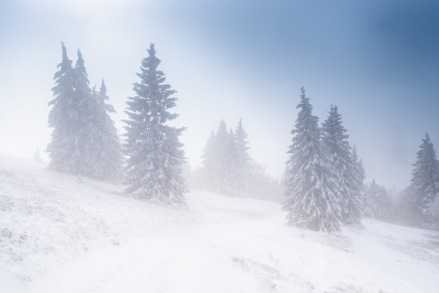 Neuschnee auf dem Feldberg