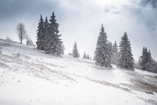 Neuschnee auf dem Feldberg