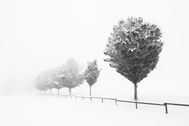 Allee im Schnee