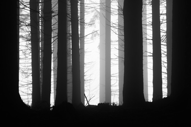 Fichtenwald im Nebel