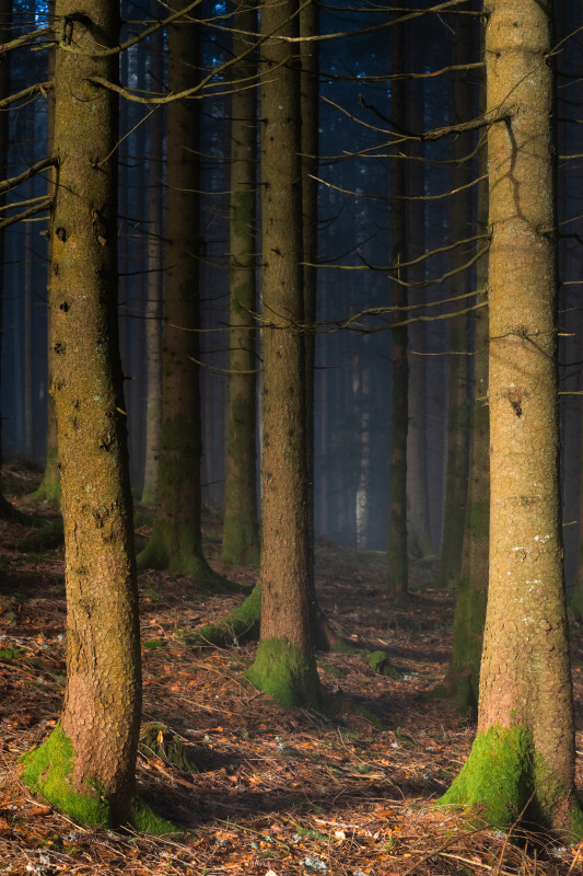 Sonne und Nebel im Wald