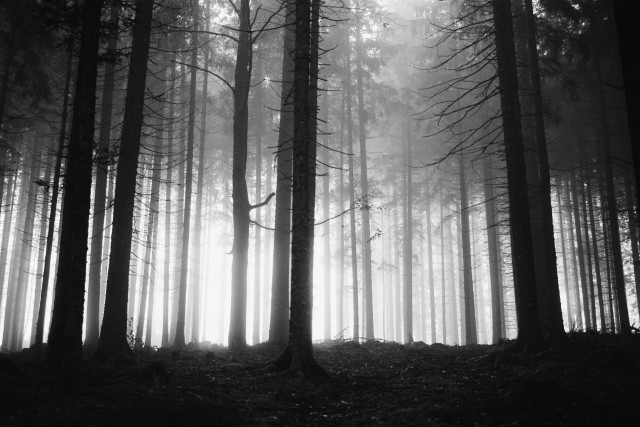 Wald im Nebel