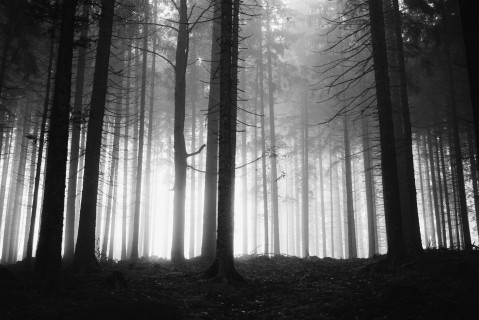 Wald im Nebel