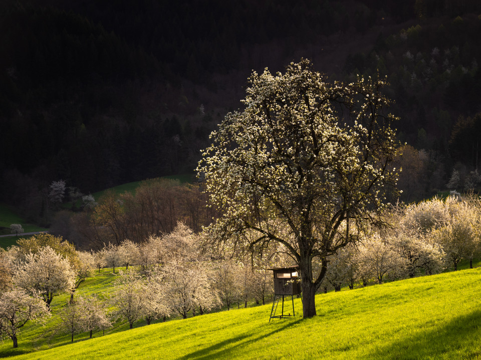 Frühling im Eggenertal