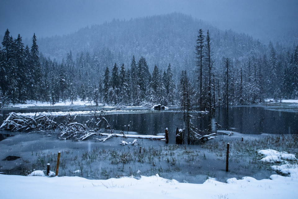 Moor am Waldhofbach im Schneefall