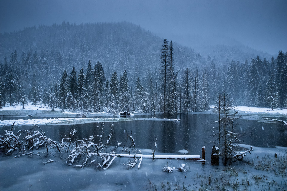 Moor am Waldhofbach im Schneefall